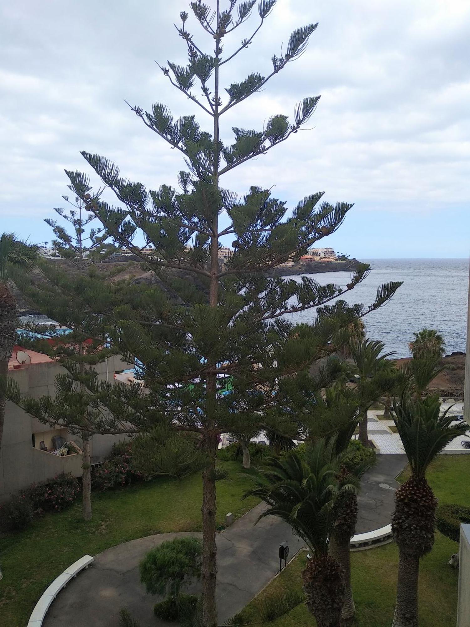 Garden View Apartment In Las Galletas Arona  Eksteriør billede